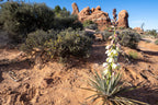 Kelp + Yucca – Soil Moisture & Root Enhancer | GS Plant Foods